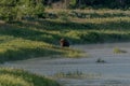 Bison Climbs Out of LIttle Missouri River