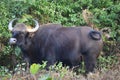 Bison in a close shot