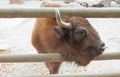 Bison close up behind the fence