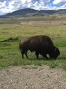 Bison close up