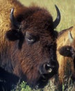 Bison Head and Horns Face Close View Royalty Free Stock Photo