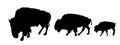 Bison couple with calf vector silhouette illustration isolated on white background. Portrait of Buffalo family herd. Royalty Free Stock Photo