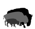 Bison couple with calf vector silhouette illustration isolated on white background. Portrait of Buffalo family herd. Royalty Free Stock Photo