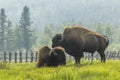 Bison couple grazing Russia