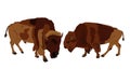 Bison couple vector illustration isolated on white background. Portrait of Buffalo male.