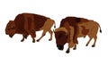 Bison couple vector silhouette illustration isolated on white background. Portrait of Buffalo male.