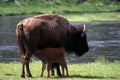 Bison cow nursing her calf along the Yellowstone River Royalty Free Stock Photo