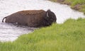 A Bison crosses a deep creek. Royalty Free Stock Photo