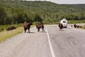 Bison crossing the Alaska highway