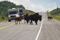 Bison crossing the Alaska highway