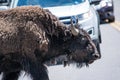 Bison Crossing