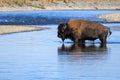 Bison crossing river in Lamar Valley, Yellowstone National Park