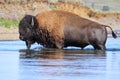 Bison crossing river in Lamar Valley, Yellowstone National Park, Wyoming Royalty Free Stock Photo