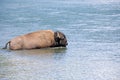 Bison crossing river in yellowstone Royalty Free Stock Photo