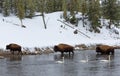 Bison crossing river, Yellowstone National Park Royalty Free Stock Photo