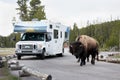 Bison Crossing the Road by Motorhome, RV, Trailer in Yellowstone National Park, Wyoming, USA