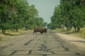 Bison Crossing