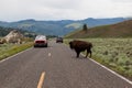 Bison Crossing a Road in Yellowstone