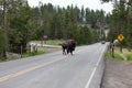 Bison Crossing the Road