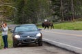 Bison Crossing the Road