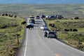 Bison crossing the road