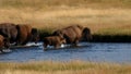 Bison Crossing Stream Royalty Free Stock Photo