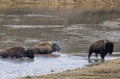 Bison Crossing the Yellowstone River in Spring Royalty Free Stock Photo