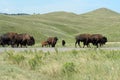 Bison in Custer State Park, South Dakota Royalty Free Stock Photo