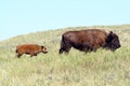 Bison in Custer State Park, South Dakota Royalty Free Stock Photo