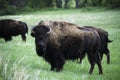 Bison in Custer