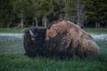 Bison Eating Grass During Sunset in Biscuit Basin in Yellowstone National Park, Wyoming Royalty Free Stock Photo