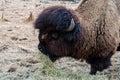 A bison eating hay while watching me photograph him