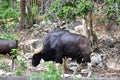 Bison eating in zoo thailand Royalty Free Stock Photo