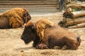 Bison, or European bison lat. Bison bonasus is a species of animals Royalty Free Stock Photo