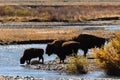 Bison family Crossing River