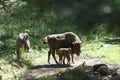 Bison family in the forest Royalty Free Stock Photo