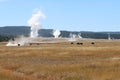 Bison feeding by Lower Geyser Basin of Yellowstone National Park