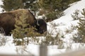 Bison feeding in snow covered field in Yellowstone National Park Royalty Free Stock Photo