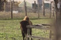 A Bison Feeds at the Nature Reserve in Jester Park, Iowa