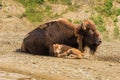 American bison with baby