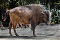 Bison female 5 Royalty Free Stock Photo
