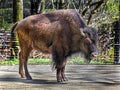 Bison female 6 Royalty Free Stock Photo