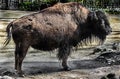 Bison female 8 Royalty Free Stock Photo