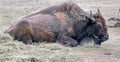 Bison female 1 Royalty Free Stock Photo