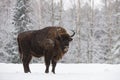 Bison On Field. Majestic Powerful Adult Aurochs Wisent In Winter Time, Belarus. Wild European Wood Bison,Bull Male. Wildlife