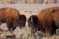 Bison fight Royalty Free Stock Photo