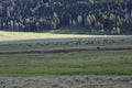 Bison in a flat land