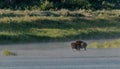 Bison And Fog in Little Missouri River