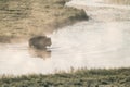 Bison Fords Still Waters In Hayden Valley Royalty Free Stock Photo