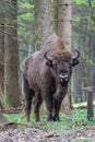 Bison in the forest in the Bialowieza National Park